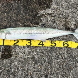 サワラ釣れました。