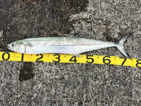 サワラ釣れました。