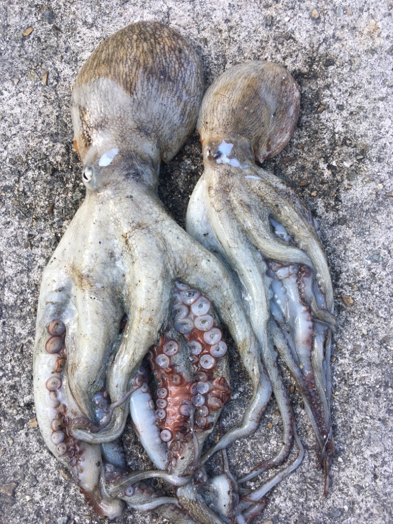 【タコフィネス】 青物後に戻りタコ狙い