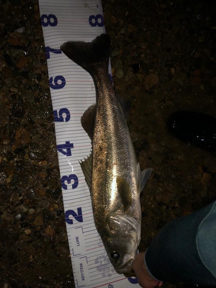 水温下がってきた？