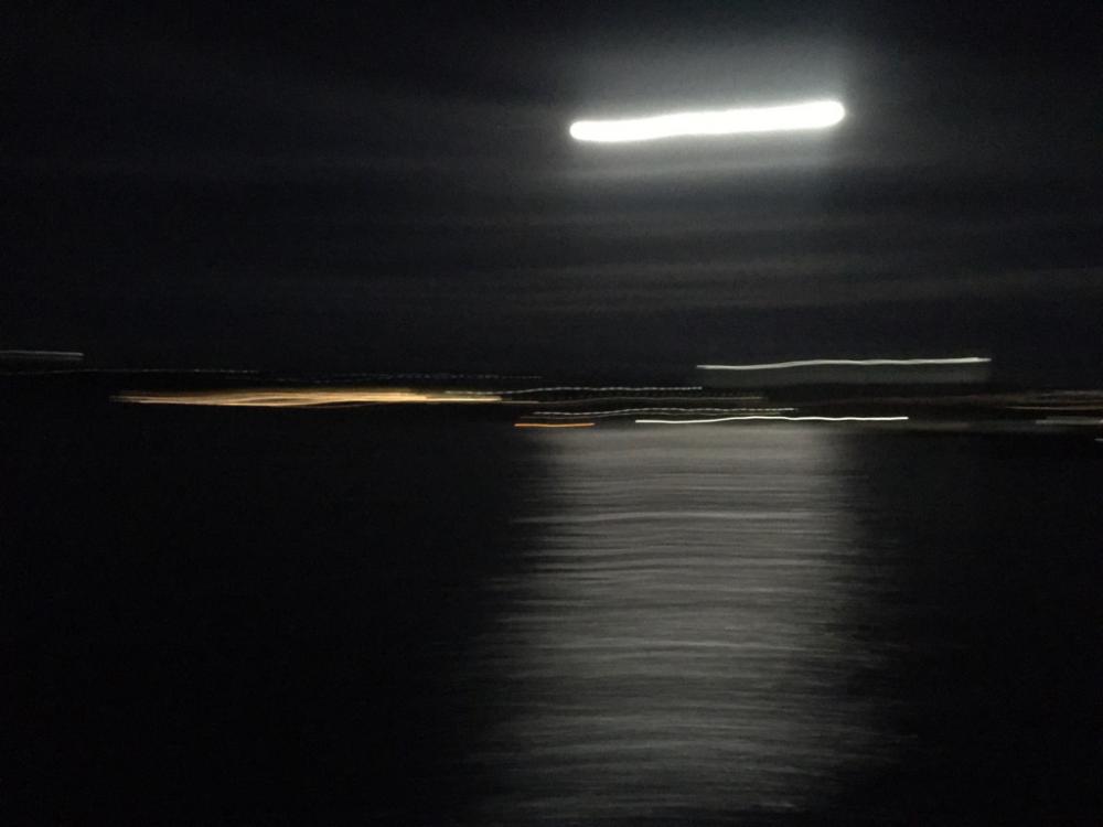 いろんな魚が釣れました！