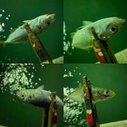 関門アジング10.22