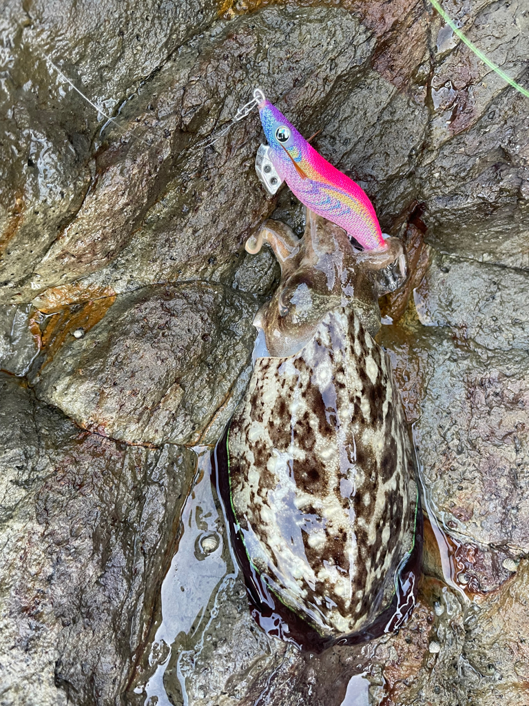 やっといいサイズ🦑