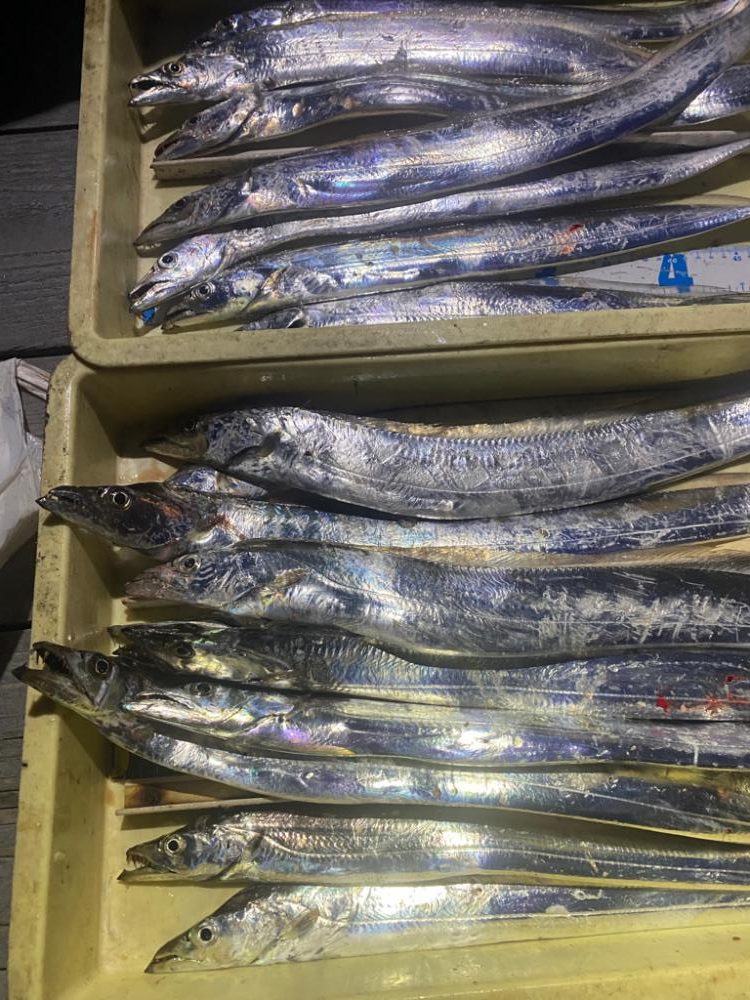 上向き泉州タチウオ