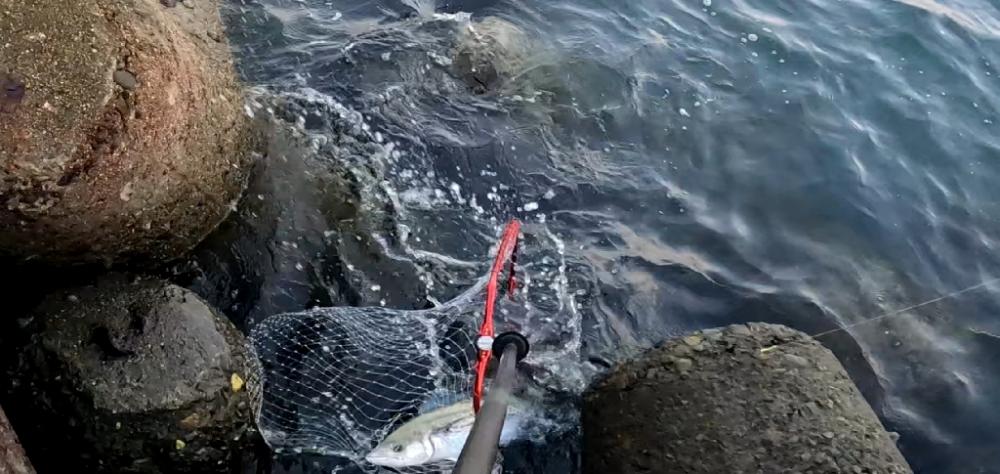 初ショアでΣ(´□｀;)