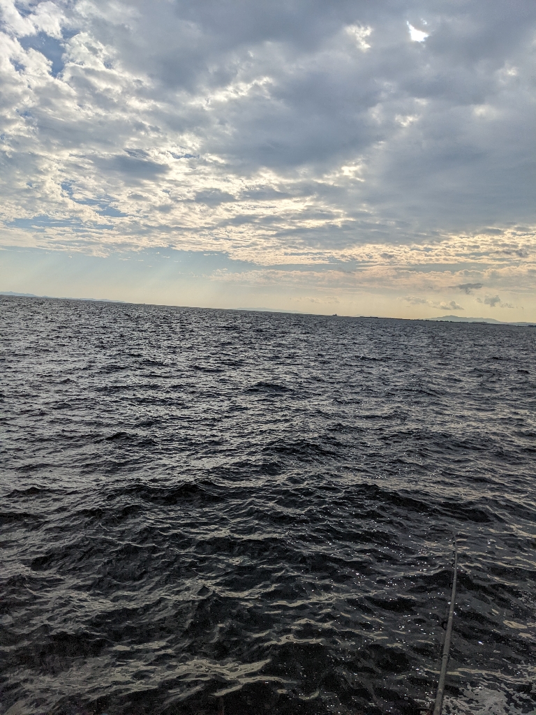 武庫川一文字サワラ