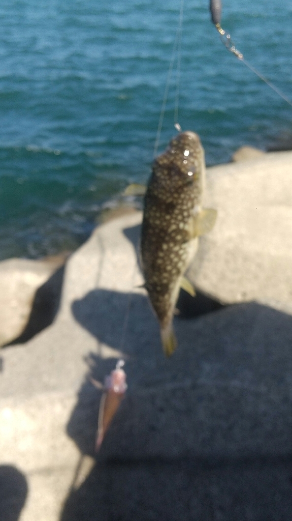 チャリコ、チャリコ、バリ…