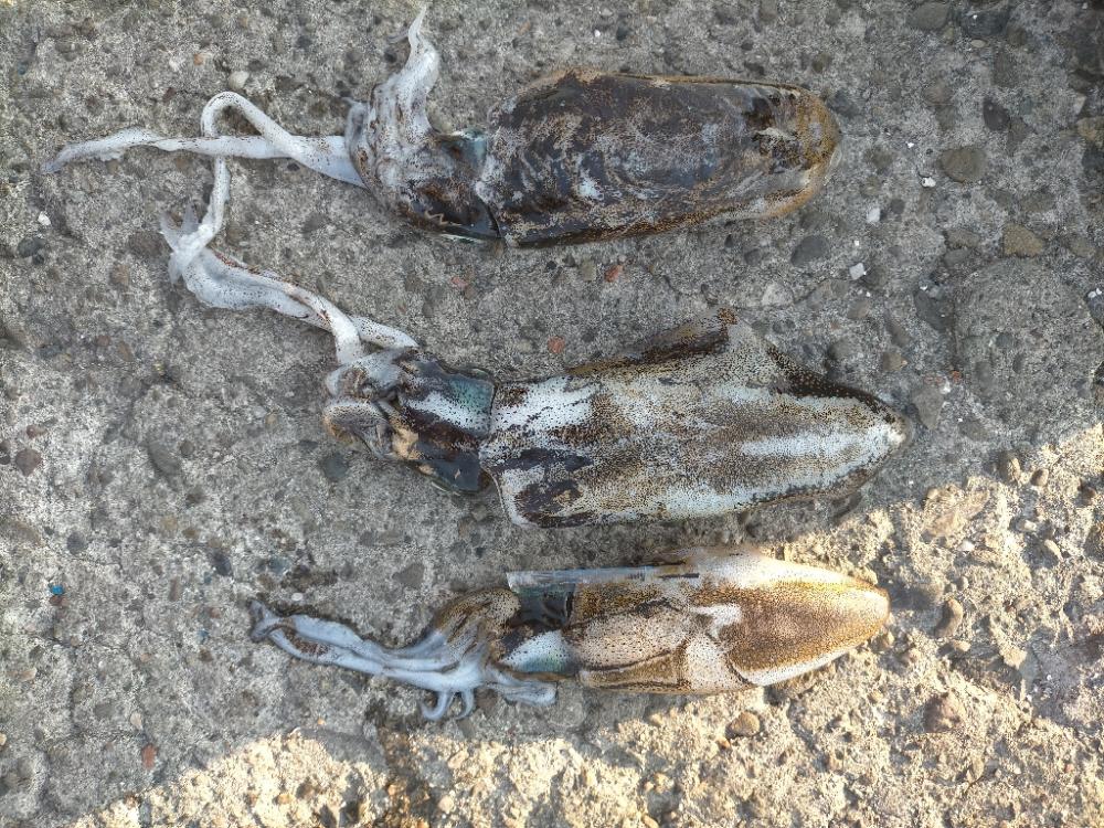 ランガンしてポツポツ