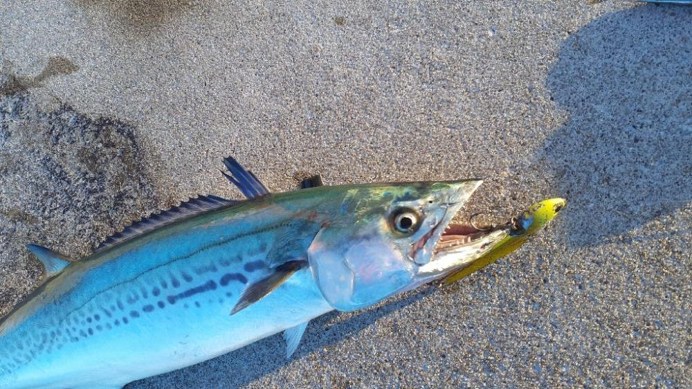 早朝はブリ、サワラまわってます！