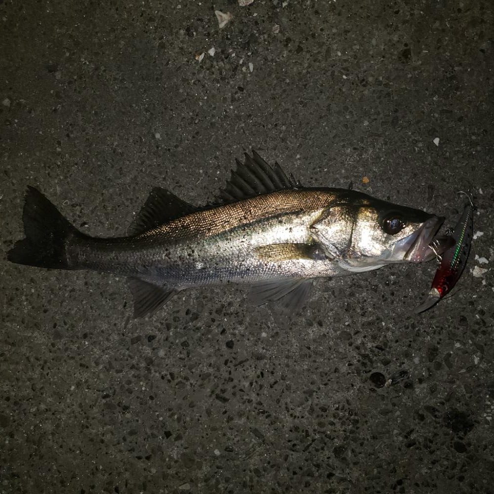 おはようスズキさん！