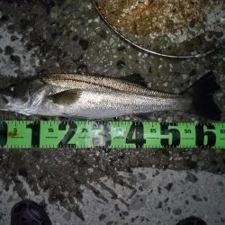 2バイト1バラし1キャッチ