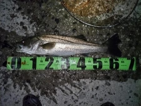 2バイト1バラし1キャッチ