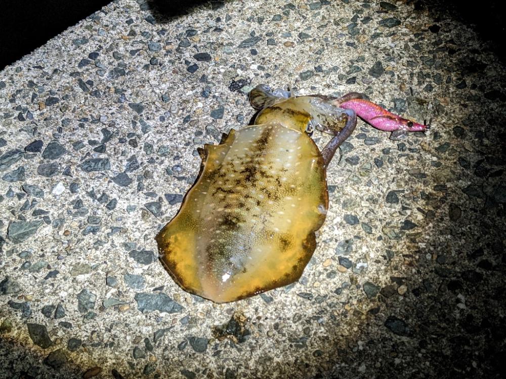 1年ぶりのホーム漁港で20杯超え(・x・*)♪