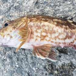 アジング@貝塚周辺