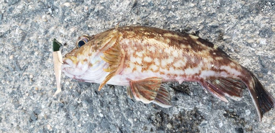 アジング@貝塚周辺