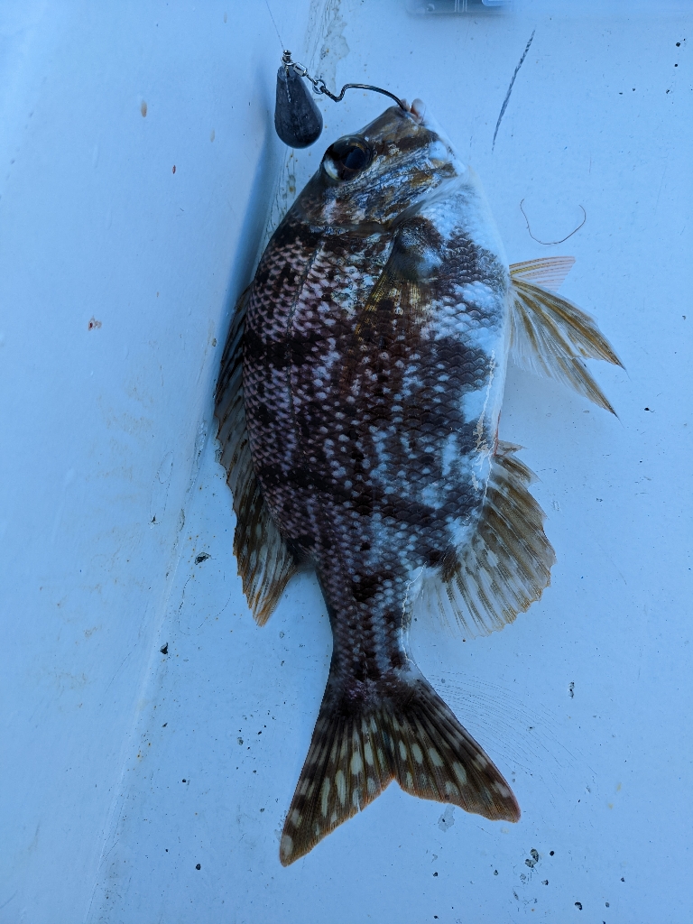 カンパチ･ロックフィッシュ