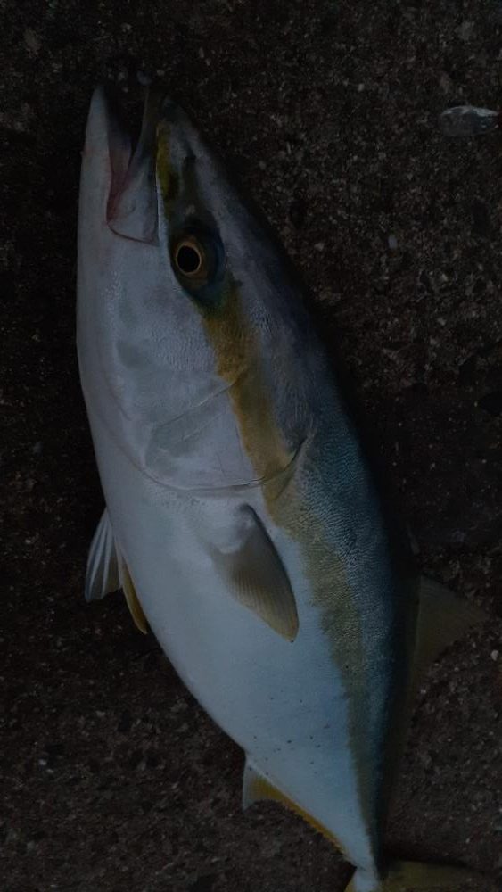 ハマチ~メジロ、サゴシもちらほら