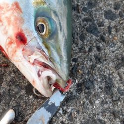 サワラ求めてショアジギ調査