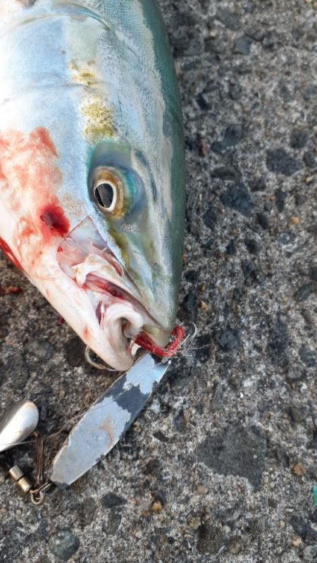 サワラ求めてショアジギ調査