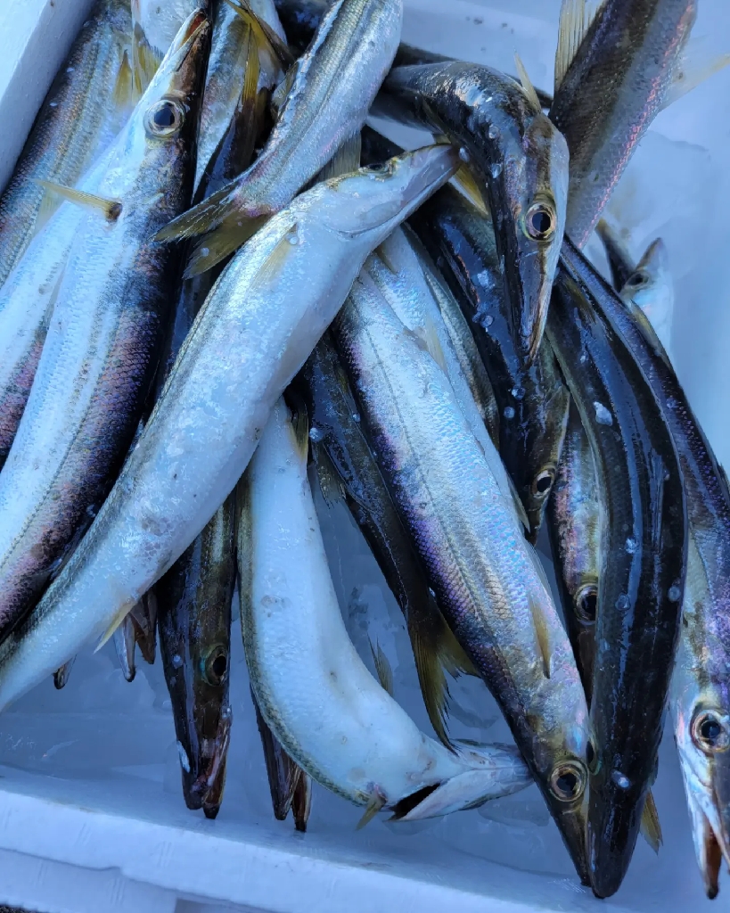 ジグパラでカマス