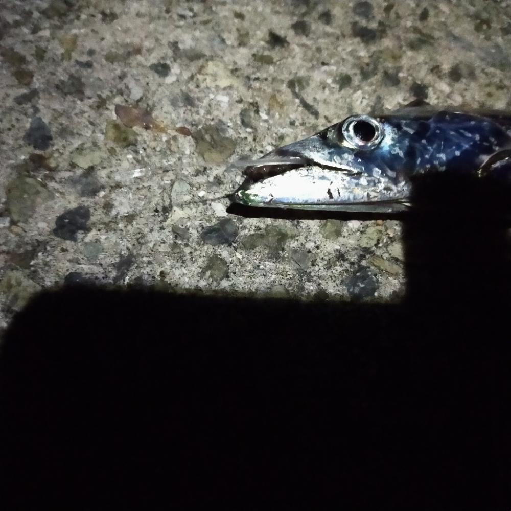 岩屋一文字で通し釣り