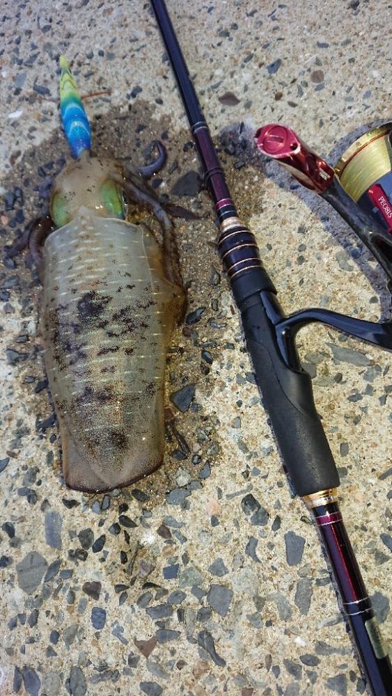 対馬エギング釣果