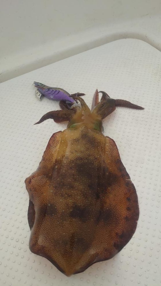 久しぶりのメンバーでボートエギング