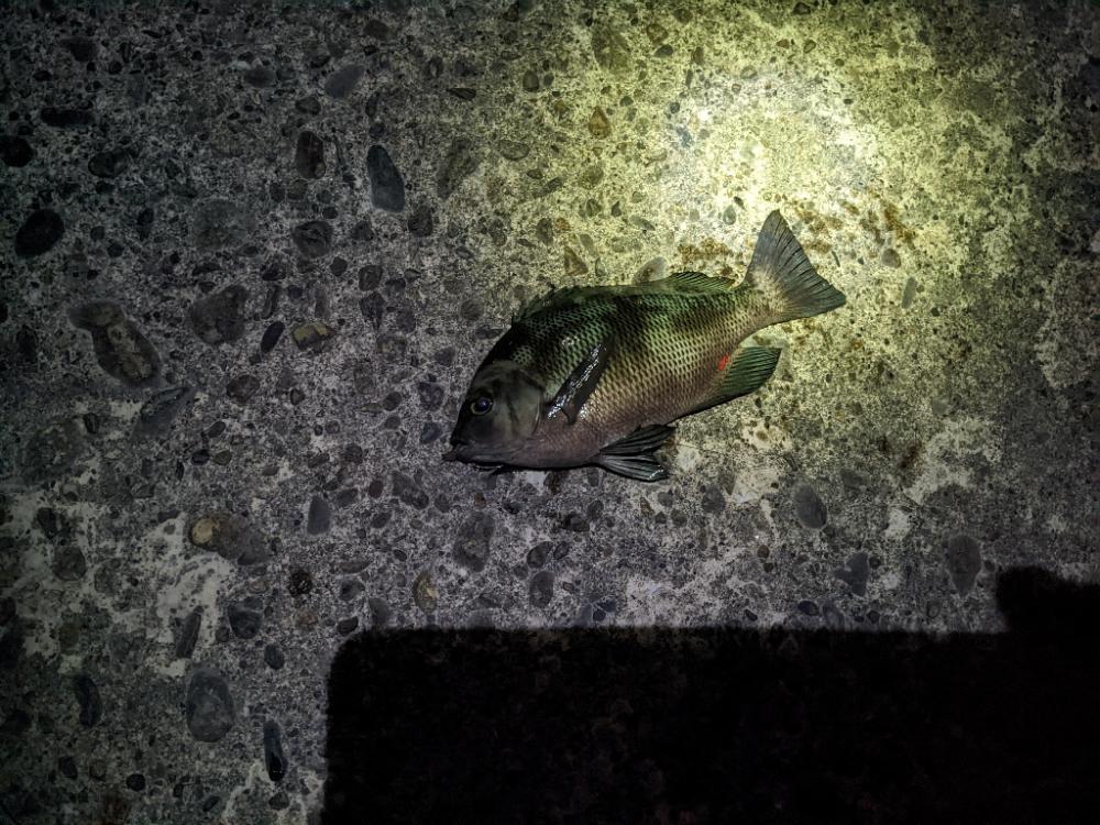 電気ウキも楽しい👍