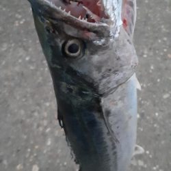 サゴシも結構跳ねてます