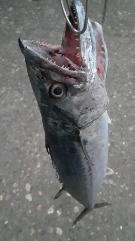 サゴシも結構跳ねてます