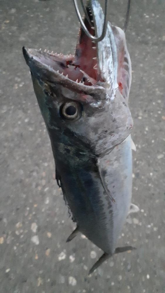 サゴシも結構跳ねてます