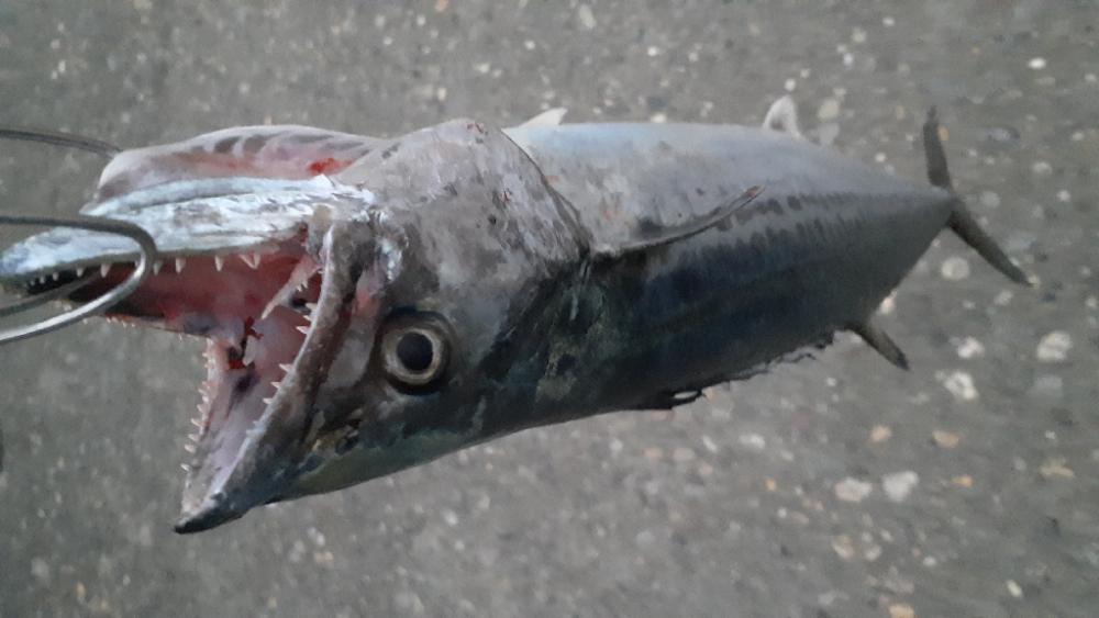 サゴシも結構跳ねてます