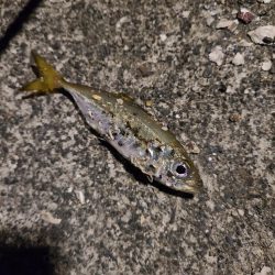 いまいちでした