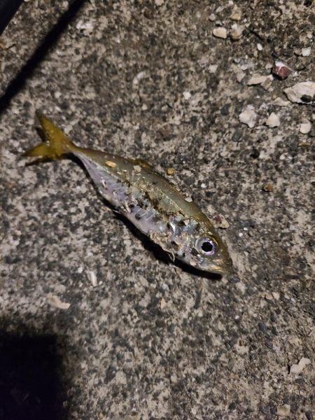 いまいちでした