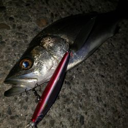 おはようシーバスさん！