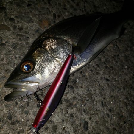 おはようシーバスさん！