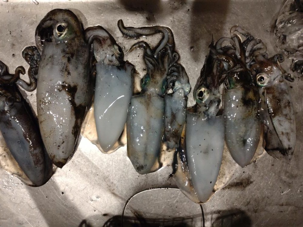 若潮でのティップラン