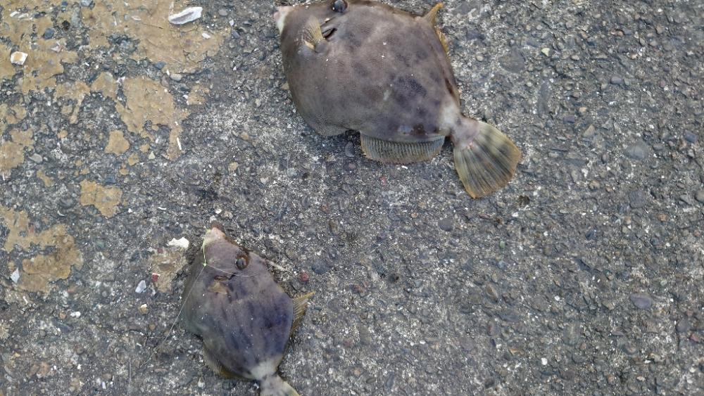 落とし込み＆アジング