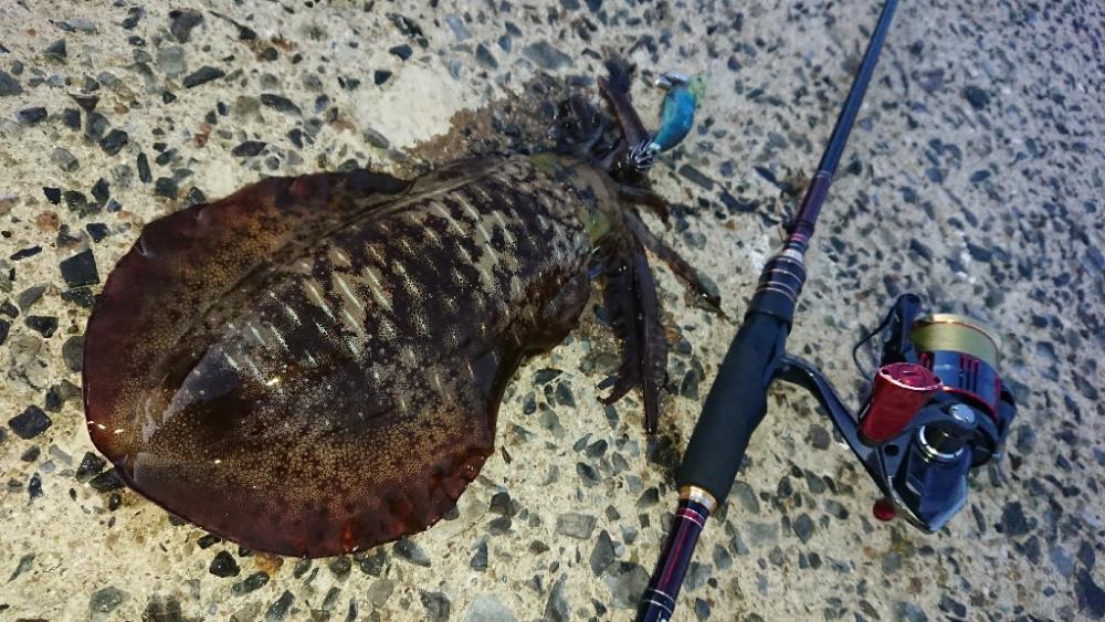 対馬エギング釣果