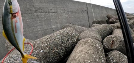 今日はジグがよくあたる(*^^*)