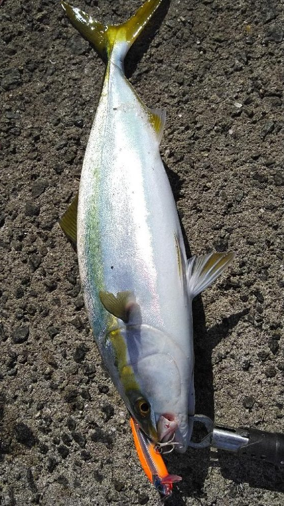 サワラリベンジパート4