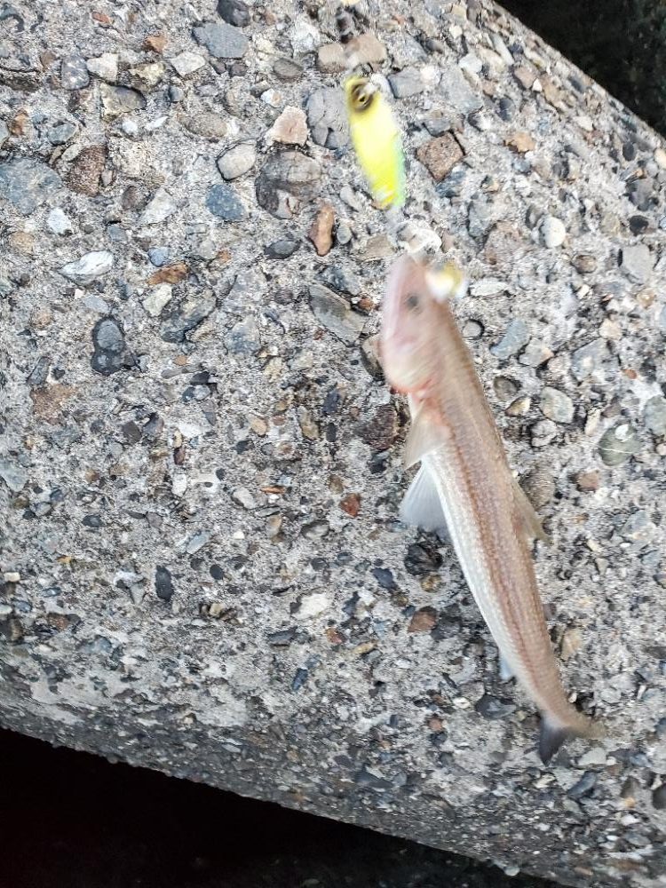 誘い方の問題？