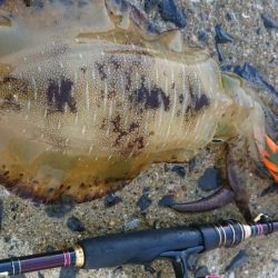 対馬エギング釣果