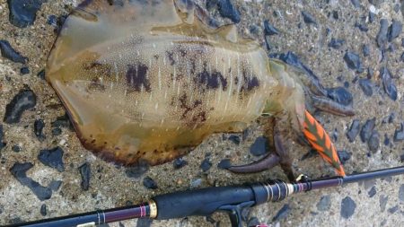 対馬エギング釣果