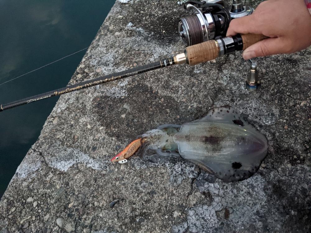 アオリ17杯、数出にくくなりました(・x・*)