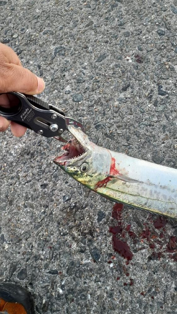 牙族がよくなっています