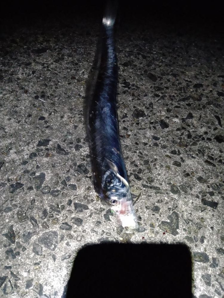 太刀魚4ヒット1バラシ