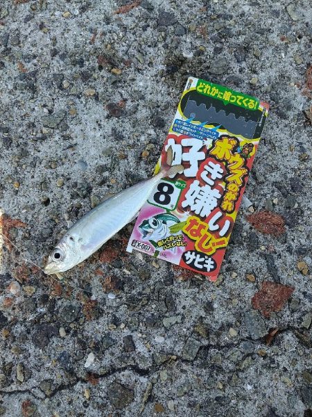 武庫川一文字で飲ませ釣りす