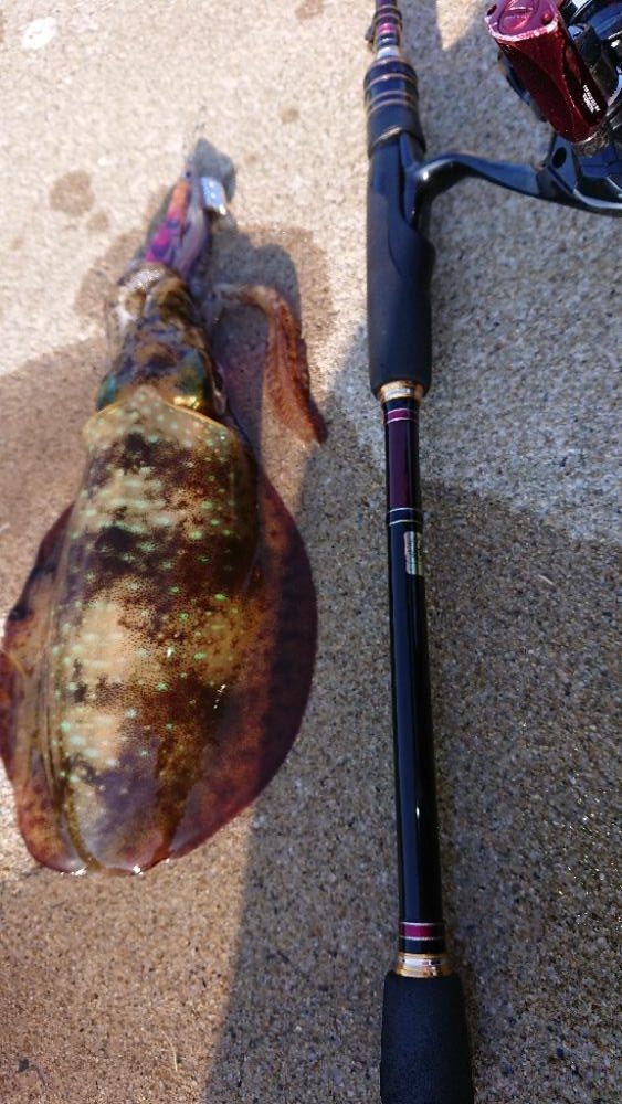 対馬エギング釣果