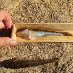 淀川ハゼ～穴釣り開幕戦